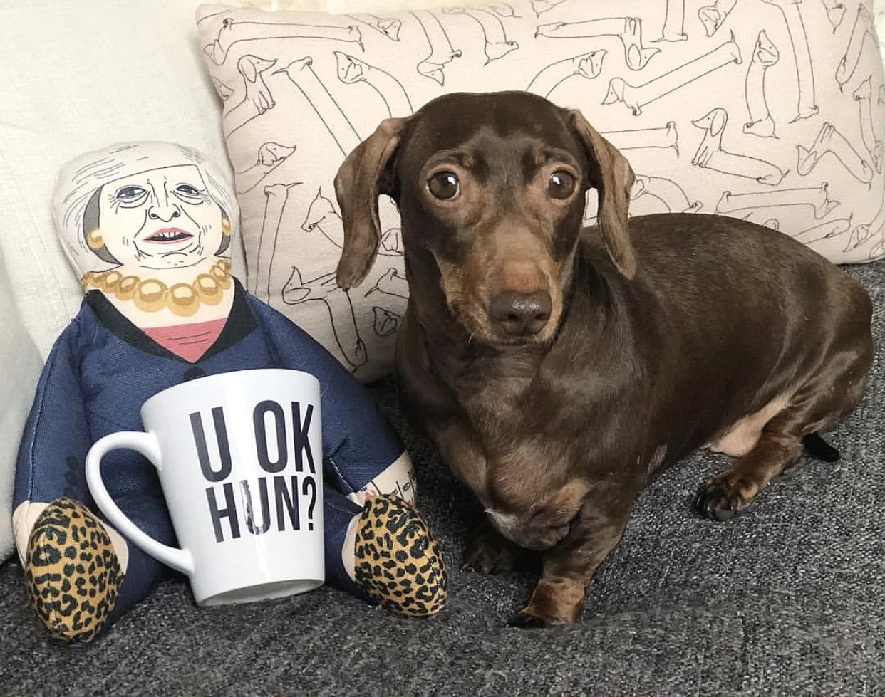 Pet hates dog best sale toys